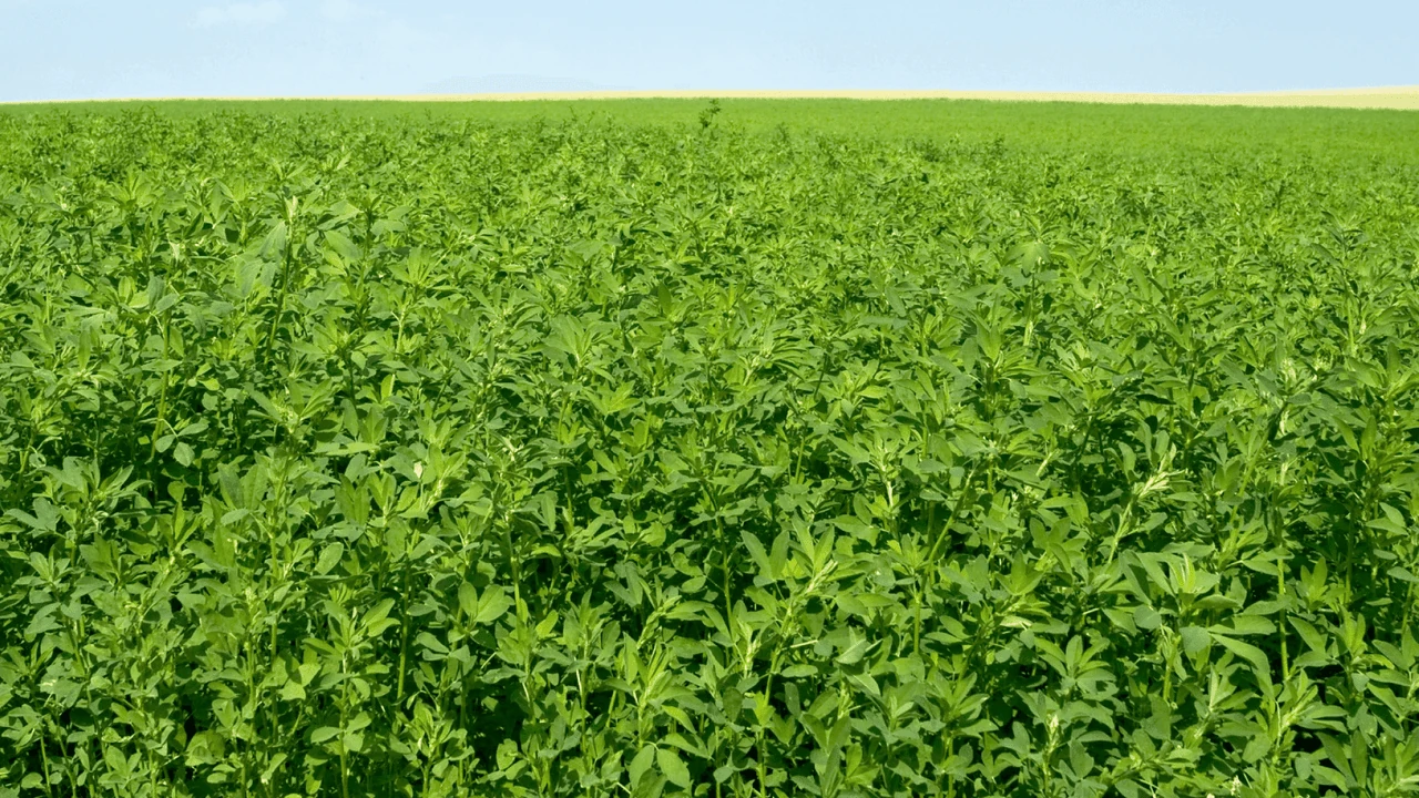 Alfalfa Druetto Semillas - El Galpón