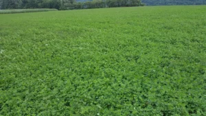 Alfalfa Druetto Semillas - El Galpón