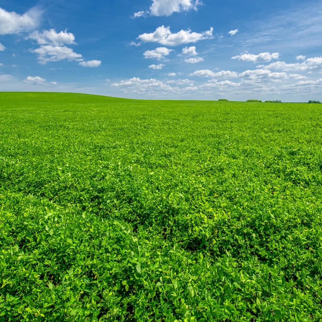 Alfalfa Druetto Semillas - El Galpón