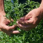 Alfalfa Druetto Semillas - El Galpón