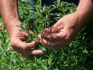 Alfalfa Druetto Semillas - El Galpón