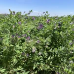 Alfalfa Druetto Semillas - El Galpón