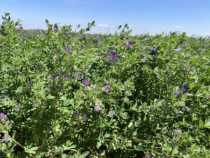 Alfalfa Druetto Semillas - El Galpón