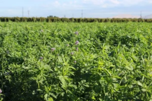 Alfalfa Druetto Semillas - El Galpón