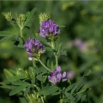 Alfalfa Druetto Semillas - El Galpón