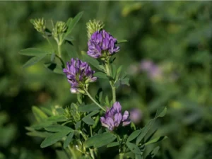 Alfalfa Druetto Semillas - El Galpón