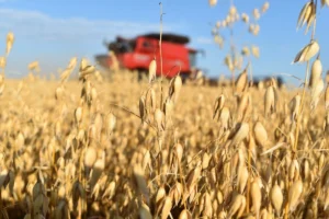 Avena Druetto Semillas - El Galpón