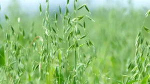 Avena Druetto Semillas - El Galpón