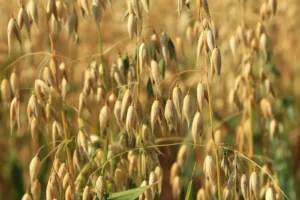 Avena Druetto Semillas - El Galpón