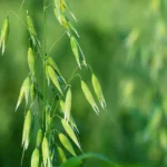 Avena Druetto Semillas - El Galpón