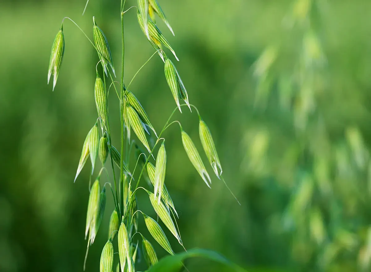 Avena Druetto Semillas - El Galpón