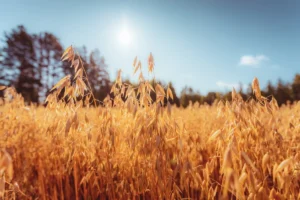 Avena Druetto Semillas - El Galpón