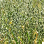 Avena Druetto Semillas - El Galpón