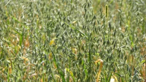 Avena Druetto Semillas - El Galpón