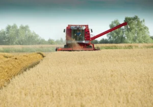 Avena Druetto Semillas - El Galpón