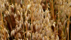 Avena Druetto Semillas - El Galpón