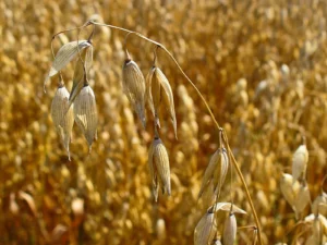 Avena Druetto Semillas - El Galpón