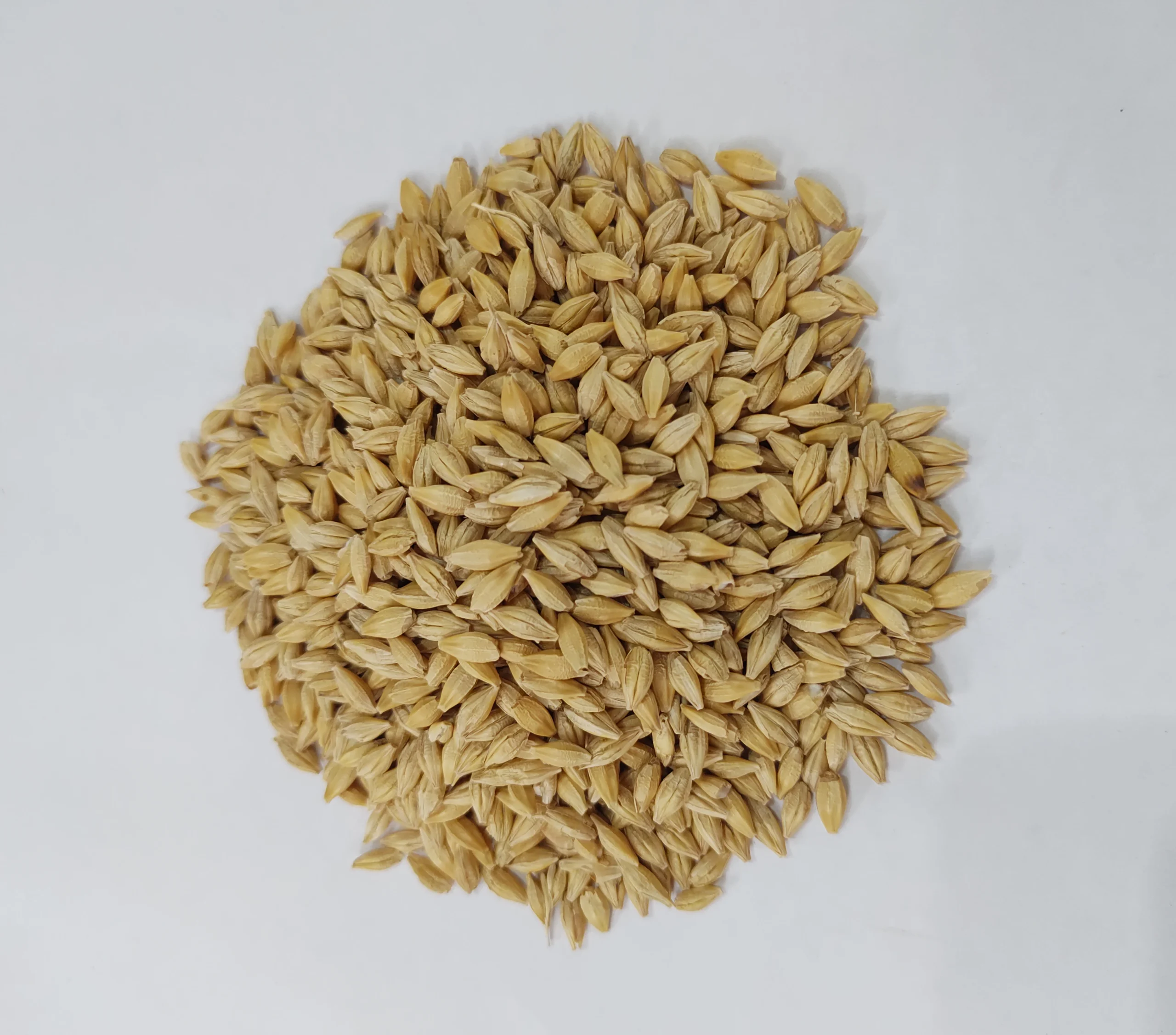 Cebada Druetto Semillas - El Galpón