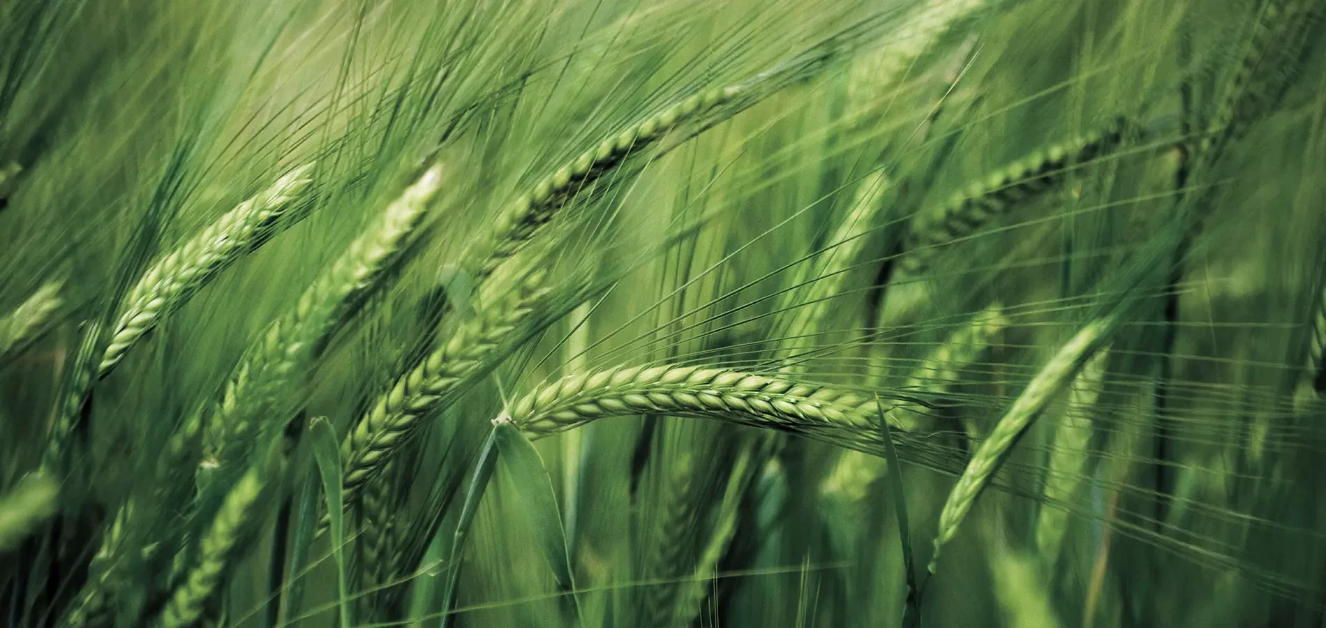 Cebada Druetto Semillas - El Galpón