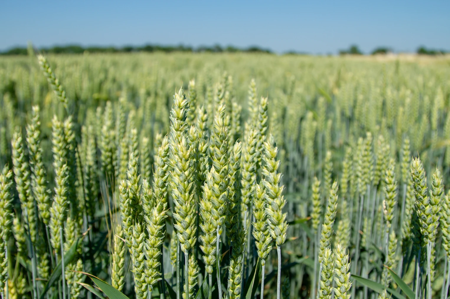 Cebada Druetto Semillas - El Galpón