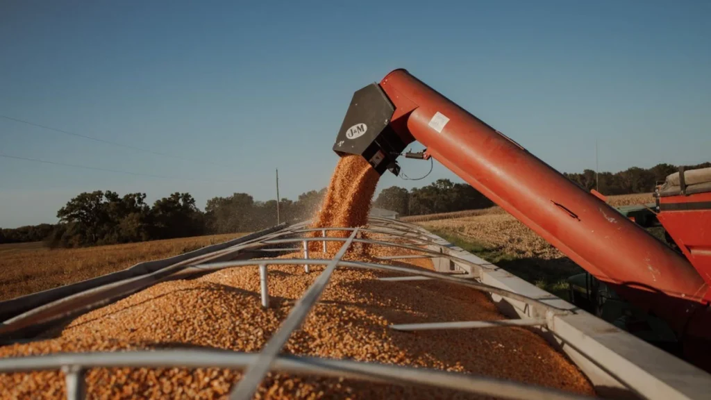 Chimango Trabajando - El Galpón