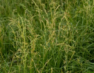 Festuca Druetto Semillas - El Galpón