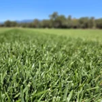 Festuca Druetto Semillas - El Galpón