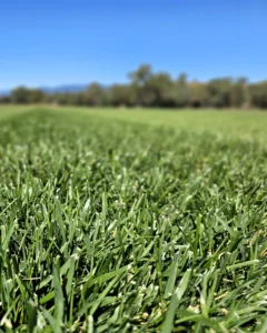 Festuca Druetto Semillas - El Galpón