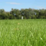 Festuca Druetto Semillas - El Galpón