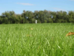 Festuca Druetto Semillas - El Galpón