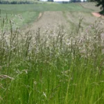 Festuca Druetto Semillas - El Galpón