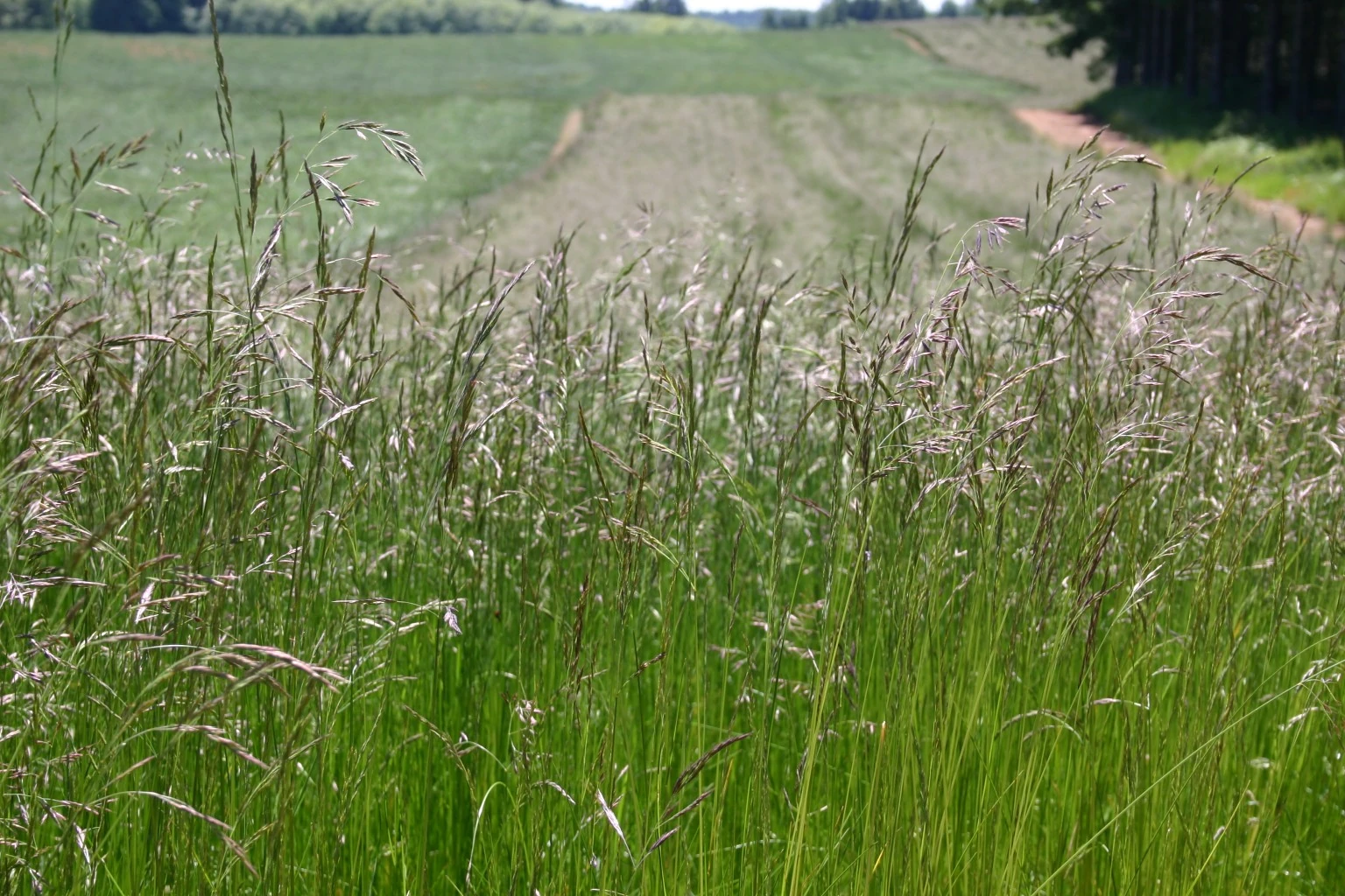 Festuca Druetto Semillas - El Galpón