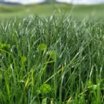 Festuca Druetto Semillas - El Galpón