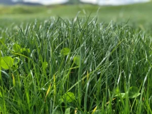 Festuca Druetto Semillas - El Galpón