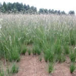 Festuca Druetto Semillas - El Galpón