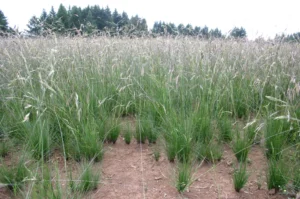 Festuca Druetto Semillas - El Galpón