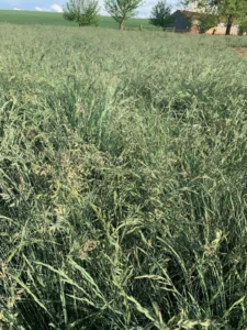 Festuca Druetto Semillas - El Galpón