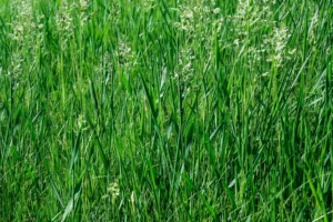 Festuca Druetto Semillas - El Galpón