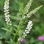 Melilotus Alba Druetto Semillas - El Galpón