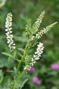 Melilotus Alba Druetto Semillas - El Galpón