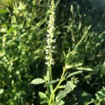 Melilotus Alba Druetto Semillas - El Galpón