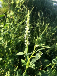 Melilotus Alba Druetto Semillas - El Galpón