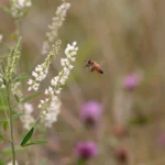 Melilotus Alba Druetto Semillas - El Galpón