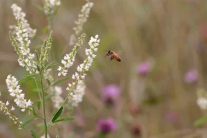 Melilotus Alba Druetto Semillas - El Galpón