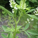 Melilotus Alba Druetto Semillas - El Galpón