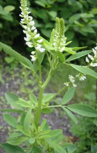 Melilotus Alba Druetto Semillas - El Galpón