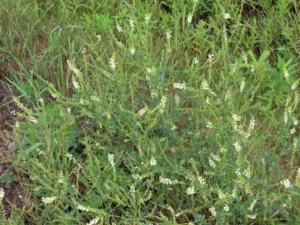 Melilotus Alba Druetto Semillas - El Galpón