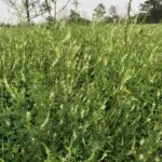 Melilotus Alba Druetto Semillas - El Galpón