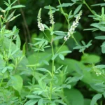 Melilotus Alba Druetto Semillas - El Galpón