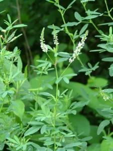 Melilotus Alba Druetto Semillas - El Galpón